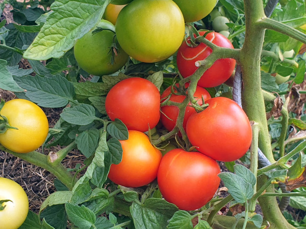 Tomate Harzfeuer samenfest