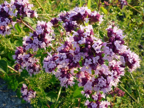 Dost, wilder Oregano, wilder Majoran