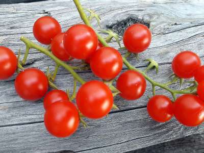 Samen Tomate Sibirisches Birnchen | Garten des Lebens  Samenfestes Saatgut