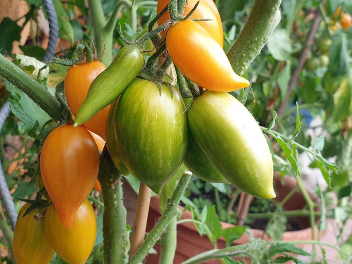 Naschfeste Tomaten Sweetbaby Tomatensamen  Se Cocktailtomate Samenfest  Portugal 25 Stck Fr Balkon & Garten