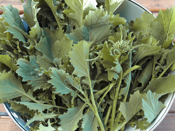 Stängelkohl Cima di Rapa