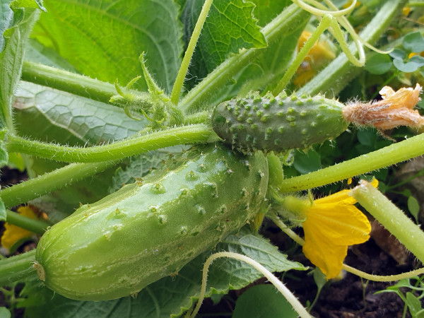 Cornichon Fin de Meaux