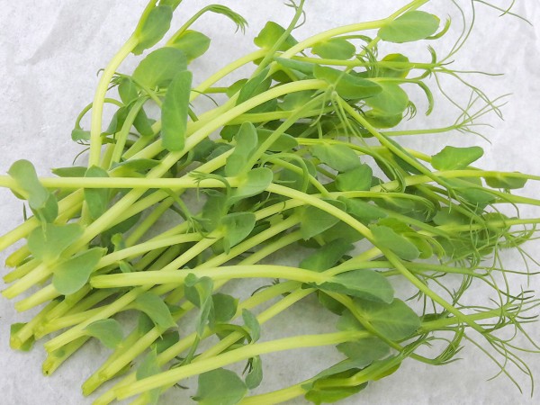 Microgreens, Grünsprossen Erbsen