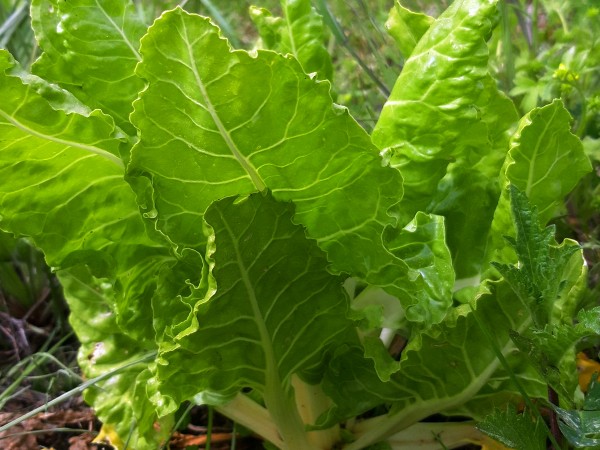 Mangold Italian Leaf