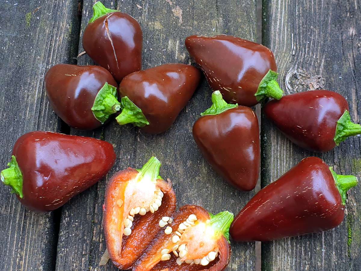 Chili 'Cascabel' Samen – Capsicum Annuum, Ca. 10 Samen, Mild-würzig – Für Mexikanische Gerichte