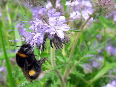Samen Lein, llein Blaues Wunder | Garten des Lebens  Samenfestes Saatgut