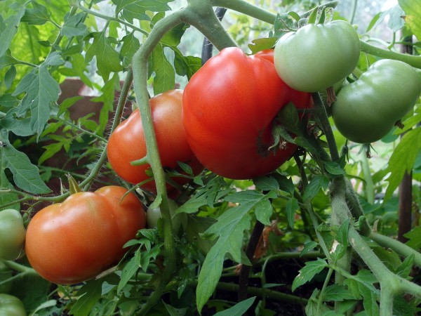 Tomate Silbertanne