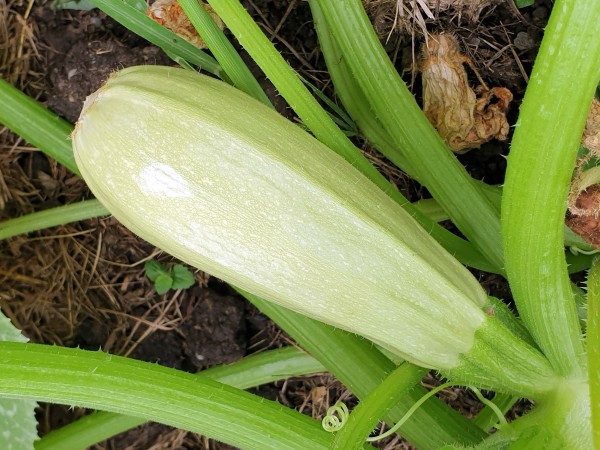 Zucchini Rumänische Cremefarbige