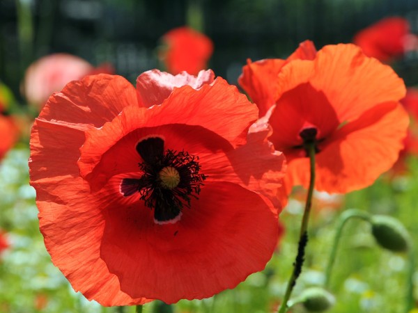 Klatschmohn - Foto Wikimedia Commons
