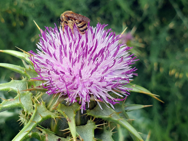 Mariendistel