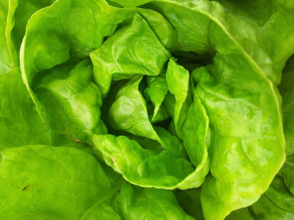 Wintersalat Zimska Salata Zupanja