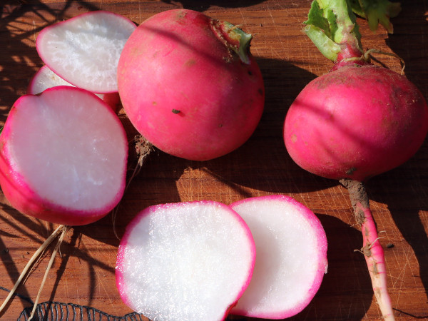 Radieschen Grazer Treib