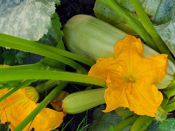 Zucchini Rumänische Cremefarbige