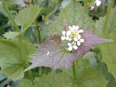 brokkolisamen sulforaphangehalt Brokkolisamen – Eat Your Microgreens