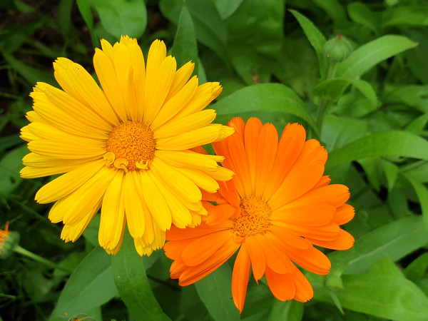 Ringelblume orange und gelb