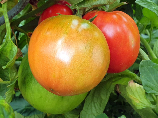 Tomate Handschuhsheimer Feldtomate