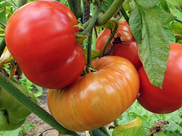 Fleischtomate Wiener Große Stummerer