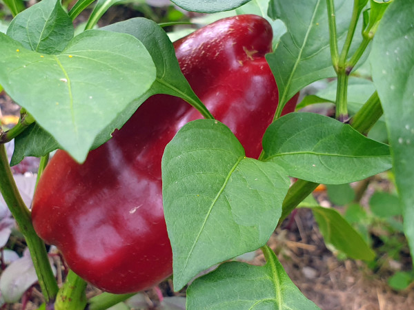 Paprika Neusiedler Ideal