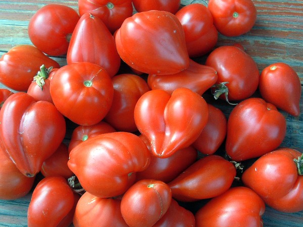Tomate Rote Herztomate