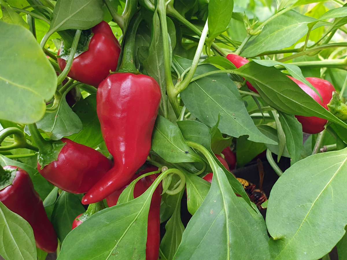 Chili Pimientos de Padron (Capsicum annuum)