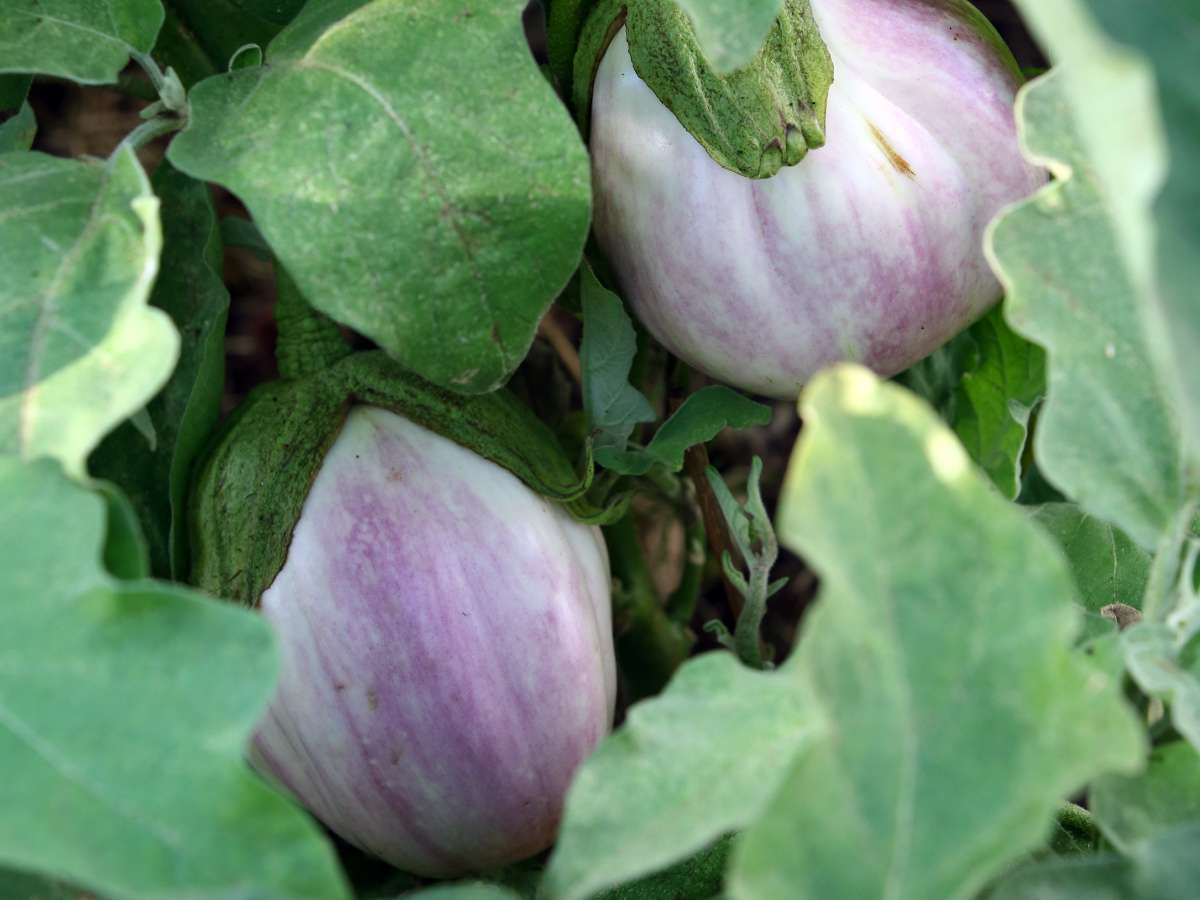 Zucchini Samen ‚Bianca Di Trieste‘ – Ertragreiche Italienische Sorte, Hellgrüne Früchte, Saatgut Für Ca. 10 Pflanzen