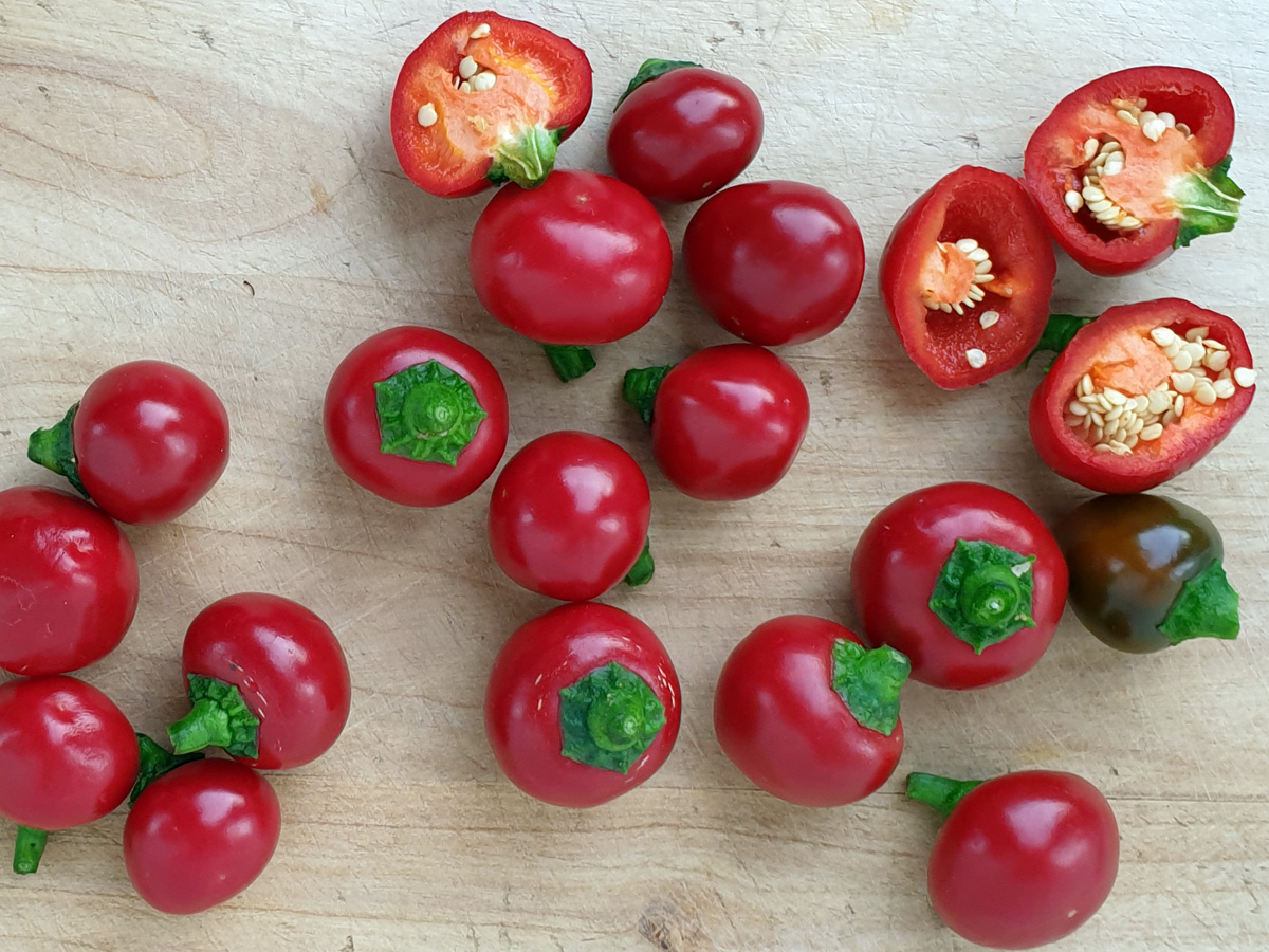 Samen Chili, Kirsch-Chili | Garten des Lebens Samenfestes Saatgut