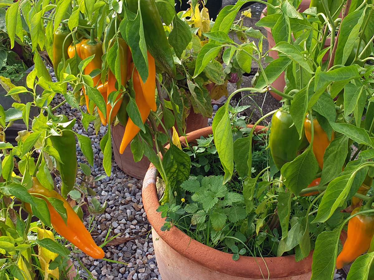 Bio-Paprika Tequila Sunrise Samen