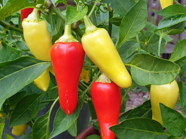 Chili Santa Fe Grande