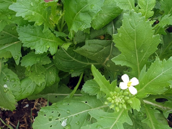 Wasabirauke, Wasabi Wildrauke