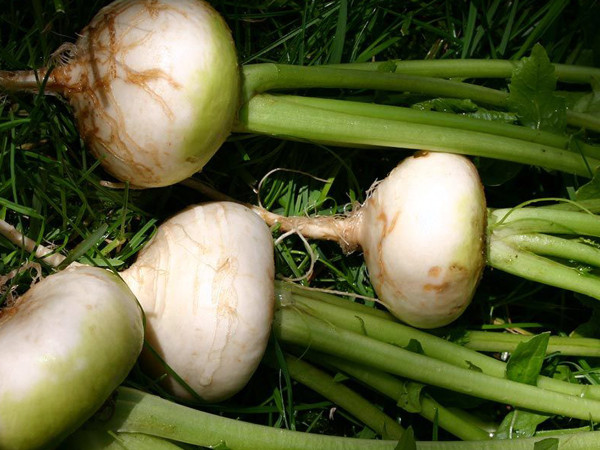 Mairübchen flachrunde weiße, Navet