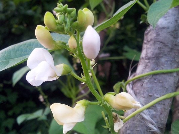 Feuerbohne Frau Zengerle