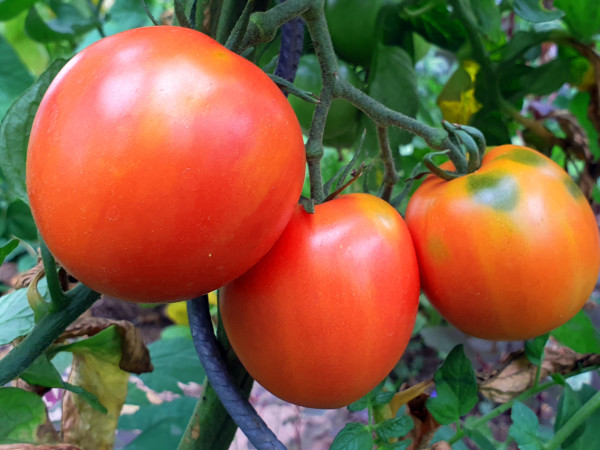 Tomate Handschuhsheimer Feldtomate