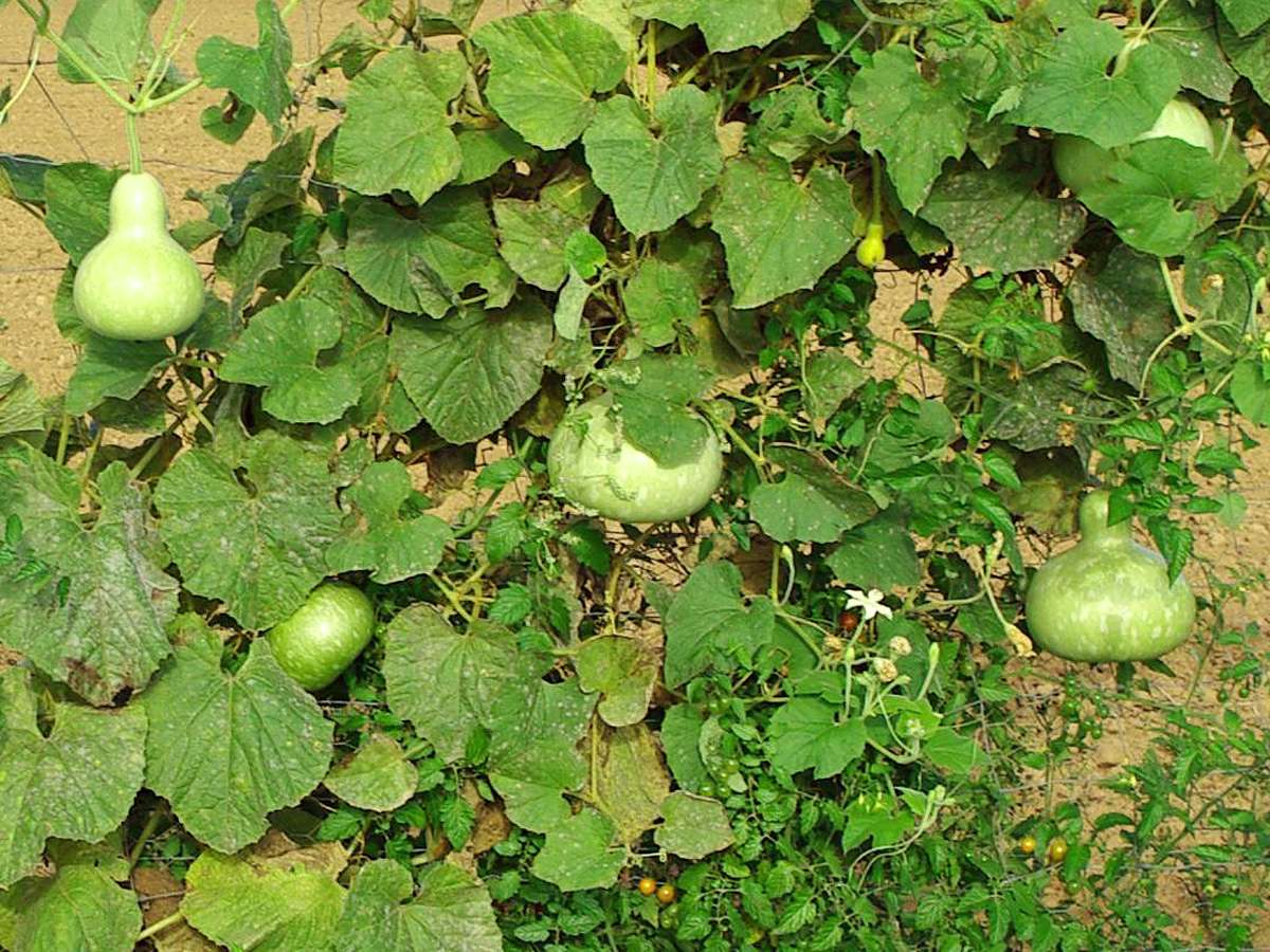 Flaschenkürbis Kalebassen Kürbis Kalebasse Zierk? Produktbild-Vorschau 4