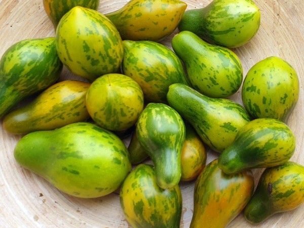 Tomate Zebra Birnchen, Zebra Birne
