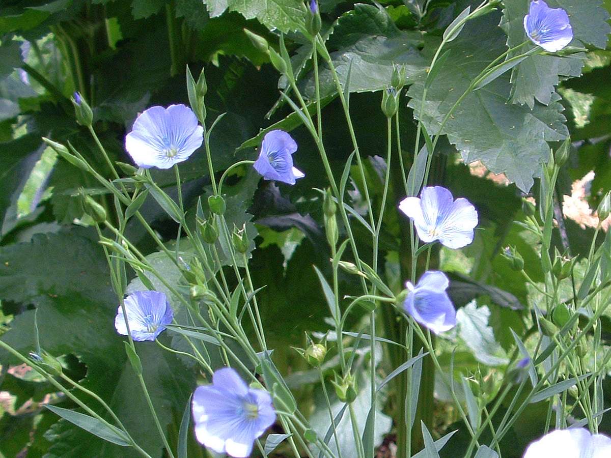 Samen Lein, llein Blaues Wunder | Garten des Lebens  Samenfestes Saatgut
