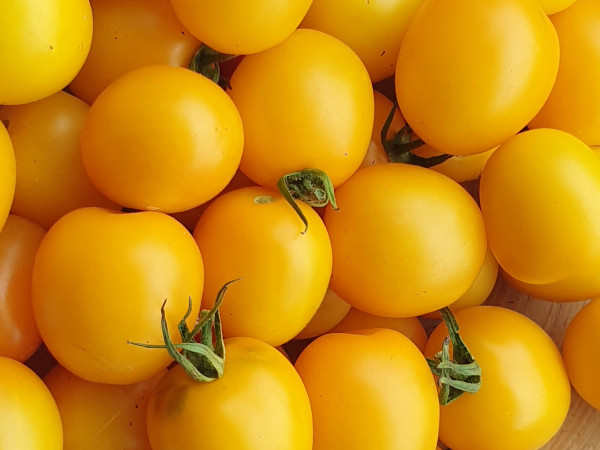 Tomate De Berao gelb