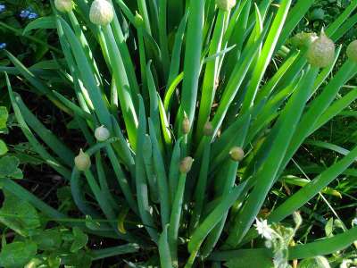 blumenwiese saatgut bio BIO Saatgut Mischung Wildblumenwiese  Biogartenladen