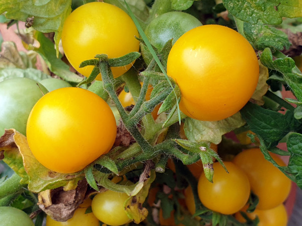 Tomate Paulinchen, Zwergtomate, Dwarf-Tomate