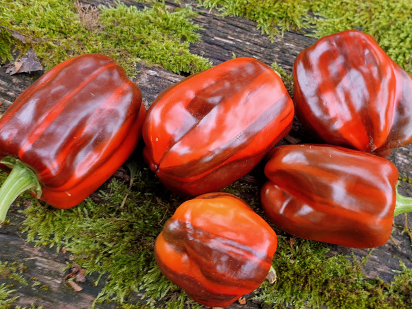 Paprika Candy Cane Chocolate Cherry