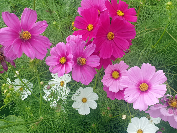 Cosmea, Schmuckkörbchen rosa / weiß